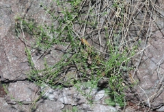 Galium wrightii