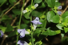 Scutellaria potosina