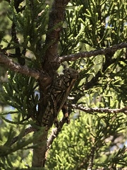 Melanoplus macclungi