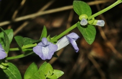 Scutellaria potosina
