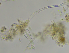 Cothurniopsis valvata