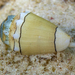 Conus dorreensis - Photo (c) Steve Smith, algunos derechos reservados (CC BY-NC-ND), subido por Steve Smith