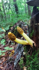 Phallus flavocostatus