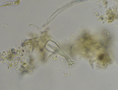 Cothurniopsis valvata