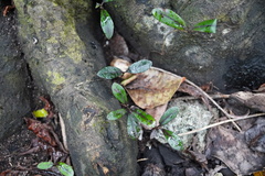 Diospyros egrettarum