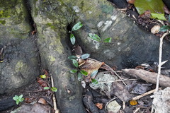 Diospyros egrettarum