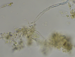 Cothurniopsis valvata