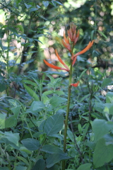 Erythrina leptorhiza