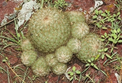 Coryphantha recurvata recurvata