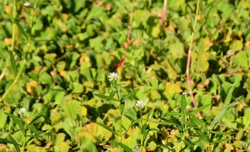 Scarlet Adjutant