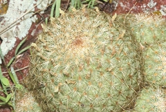Coryphantha recurvata recurvata