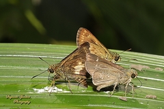 Hesperiinae
