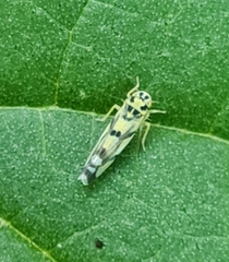 Eupteryx atropunctata