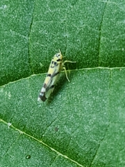 Eupteryx atropunctata