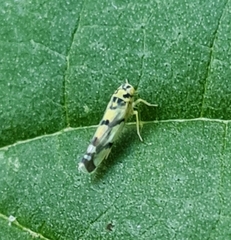 Eupteryx atropunctata