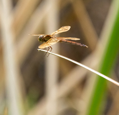 Libellula needhami