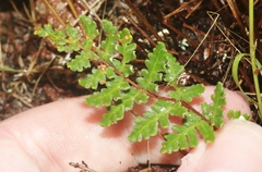 Notholaena grayi