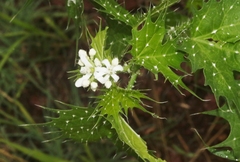Cnidoscolus angustidens