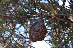 Hakea pachyphylla