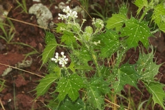 Cnidoscolus angustidens