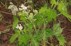 Cnidoscolus angustidens
