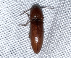 Melanotus morosus