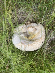 Calbovista subsculpta