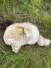 Calbovista subsculpta