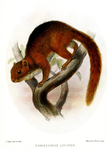 Black and Red Bush Squirrel
