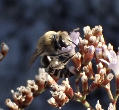 Colletes