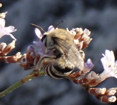 Colletes