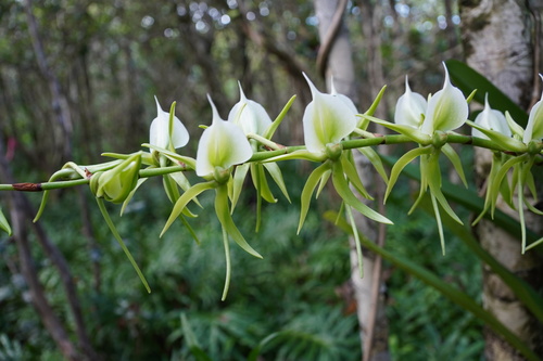 Ivory-Colored Angraecum