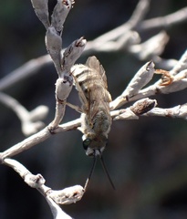 Vestitohalictus