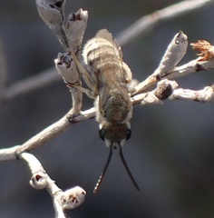 Vestitohalictus