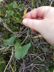 Calystegia occidentalis occidentalis