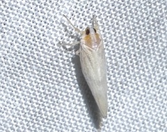Neocenchrea heidemanni