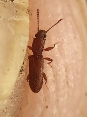 Silvanus lateritius