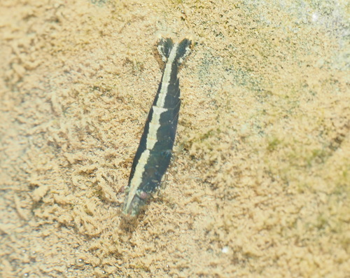 Atyidae