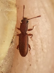 Silvanus lateritius