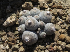 Epithelantha greggii greggii