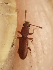 Silvanus lateritius