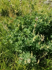 Lupinus latifolius viridifolius