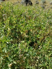 Lupinus latifolius viridifolius