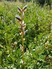 Lupinus latifolius viridifolius