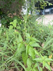 Croton bonplandianus