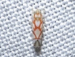 Erythroneura acuticephala