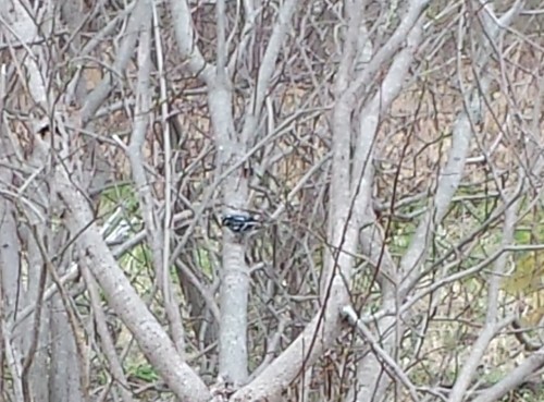 Mniotilta varia image