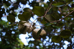 Eugenia lucida image