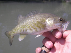 Micropterus treculii