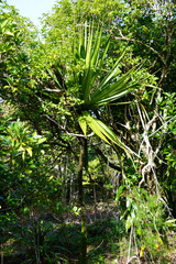 Dracaena concinna